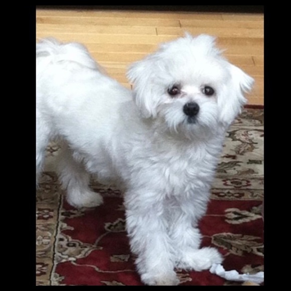 ❣️ Meet the posher ❣️ - Picture 5 of 6